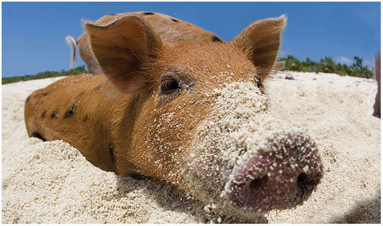 Pig%20%282%29.jpg